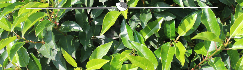 Prunus lusitanica Angustifolia Standort